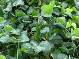 Image result for Phaseolus lunatus