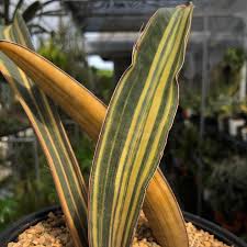 Image result for Sansevieria sinus-simiorum