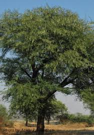 Image result for Embelia nilotica