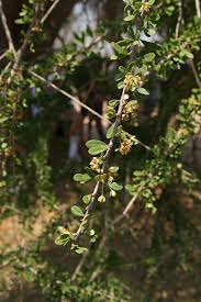 Image result for Boscia foetida