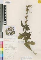 Image result for Ocimum urundense