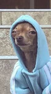 Umumnya, anjing chihuahua memiliki berat 1,5 hingga tiga. Dogs Are Charming Animals Dogs Are Not Animal But They Can Be Our Pet And Indeed Our Best Friend Their Delighting A Meme Binatang Gambar Anjing Lucu Binatang