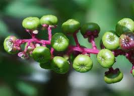 Consumption can cause photosensitization, which can lead to. Green Pokeweed Berries Berries Pokeweed Plant Green Nature Poison Flora Weed Close Up Pikist