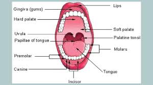 Read more articles on cancer in hindi. Oral Cancer Theindependentbd Com