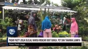 Salah satu metode yang mungkin dapat dicoba masyarakat adalah menanam buah di dalam pot atau yang bisa di sebut tabulampot. Suasana Pasar Pasty Jogja Dijejali Warga Mencari Bibit Bunga Pot Dan Tanaman Lainnya Youtube