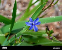 Image result for Aristea ecklonii