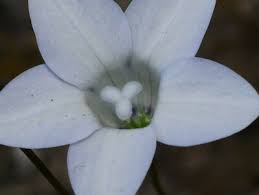 Image result for Wahlenbergia napiformis