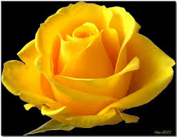 The number of rose plants for sale today is overwhelming. 34 Magnificent Roses Ideas Rose Flowers Beautiful Flowers