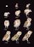 Snowy Owl Life Cycle Of An Owl