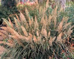 Image result for Brachycorythis kalbreyeri