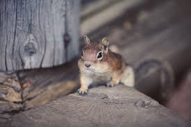Ways to keep cats out of your yard or garden. How To Get Rid Of Chipmunks Under The Deck Of Your Home My Backyard Life