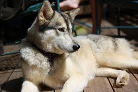 Therefore, it is our belief that a siberian husky exhibiting merle or brindle patterning is the result of impure breeding. Timber Wolf Husky Mix Canon Digital Photography Forums Wolf Husky Husky Mix Husky