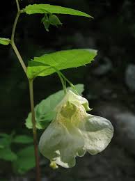 Image result for Impatiens psychadelphoides
