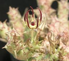 Image result for Tridentea marientalensis