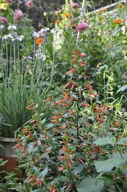 Random Rareties Around The Garden Plants Trees To Plant Garden