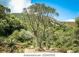 Image result for Aloidendron tongaense