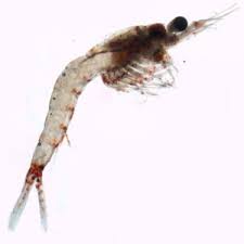 Best Betta Fish Food What To Feed How Much Bettafish Org