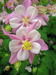 Pin On Perennials