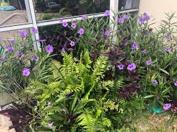 I would like cape coral to change with the road, bike, and pedestrian safety! Florida Flowers Finegardening