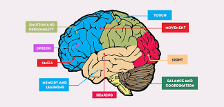 Image result for brain
