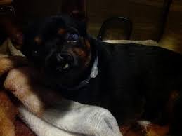 Maybe you would like to learn more about one of these? Seresto Flea And Tick Prevention Collar For Small Dogs 8 Month Flea And Tick Prevention Walmart Com Walmart Com