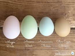 14 Surprise Egg Layers Chicken Egg Color Chart Www