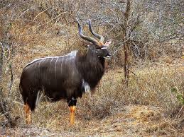 Nyala Bull South African Animals Africa Wildlife Wildlife Animals