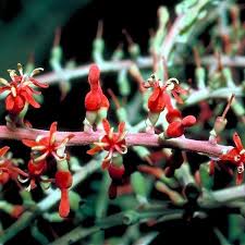 Image result for Helixanthera schizocalyx