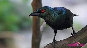 Cara Merawat Burung Cucak Keling Agar Sehat Dan Gacor Burung Burung Gagak Kandang Burung
