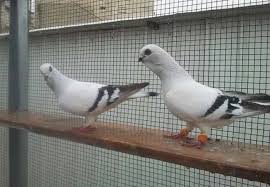 Beli produk elektronik modena terlengkap di official store modena original bisa cicil 0% cashback ovo | belanja aman dan nyaman hanya di tokopedia. Types Of Pigeons 30 Different Species Of Pigeons With Pics Names