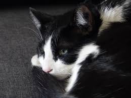 Prenom chat male en p. Nom De Chat En P Pour L Annee 2019 Wanimobuzz