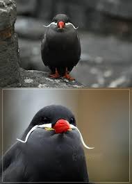 صور العالم Picwrld Bird Birds Creatures