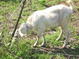 Woman hunter kills sika stag, its hot in the heat of late summer. Goats New With Animal Welfare Information Infonet Biovision Home
