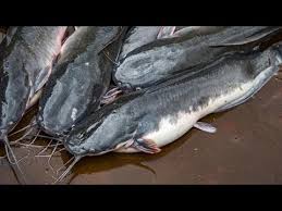 We did not find results for: Cara Ampuh Budidaya Ikan Lele Dengan Angka Kematian Hanya 0 1 Youtube