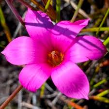 Image result for Romulea camerooniana