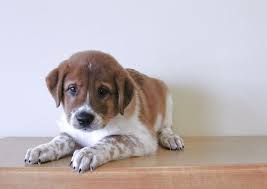 Australian Shepherd Beagle Mix Black And White Buddy The 10 Week Old St Bernard Australian Shepherd Mix Australian Shepherd Australian Shepherd Mix Dog Activities