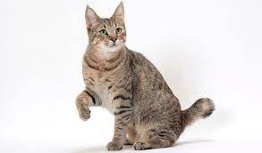 Pixiebob Cat Breed Information Pixie Bob Cats Cute Cats Cats