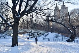 Check out our q&a with angel here: Finding Refuge And A Snowy Owl In Central Park The New York Times