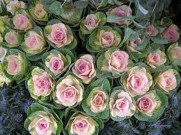 Check spelling or type a new query. Secretgarden Klunkerfrosch S Favorites Cabbage Flowers Ornamental Cabbage Cabbage Roses