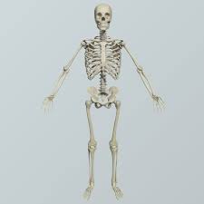 Realistic Human Skeletal Bones 3d Model Human Skeletal System Skeletal 3d Model