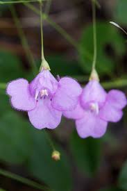 Image result for Platylepis glandulosa