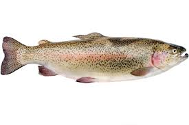 Elles se montrent toutefois en général moins méfiantes que les truites fario, bien que les individus sauvages aient un comportement très similaire à celui de la fario. Truite Tout Connaitre Sur Ce Poisson Choisir Sa Truite La Cuisiner La Conserver
