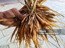 Image result for Asparagus racemosus