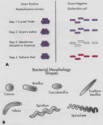 bacterial morphology and a couple of examples of gram