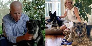 President biden's dogs were reportedly booted from the white house for being too aggressive. Joe Biden S Dogs Major And Champ Everything You Need To Know