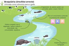 Image result for Urochloa arrecta