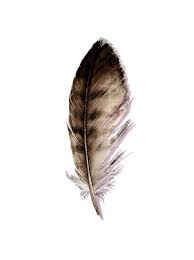 See more ideas about hawk tattoo, tattoos, red tailed hawk. Hawk Feather Study 427 Red Tailed Hawk Nightly Study Original Watercolor Feather Sketch Feather Tattoos Hawk Feathers