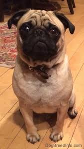 Pug Dog Breed Information And Pictures