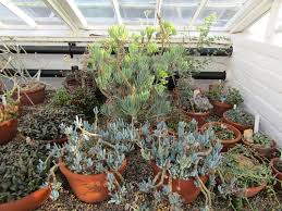 Image result for Ledebouria macowanii