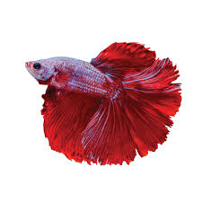 If you still find yourself stuck after these fish, also known as siamese fighting fish, are some of the most entertaining and enjoyable pets you. The Fascinating Origin Of Betta Fish And Other Fun Betta Facts
